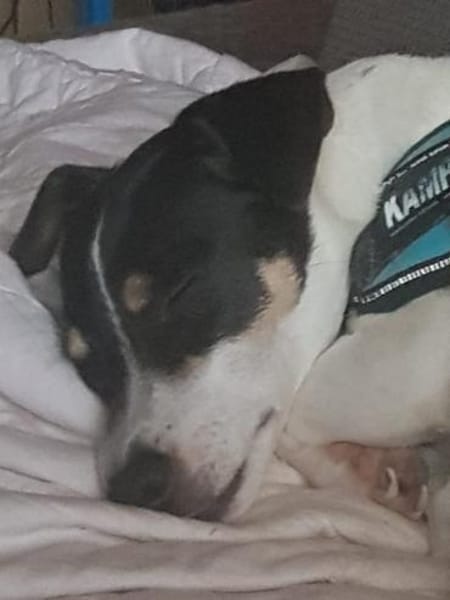 Stella - Aktive Jack Russell-Dame
