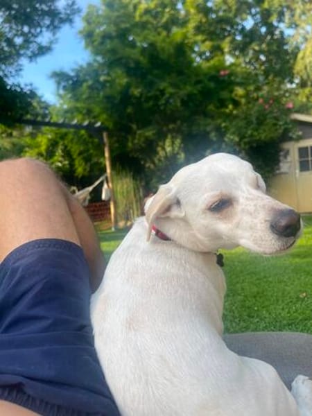 Arctos, geb. ca. 10/2024, 14552 Langerwisch