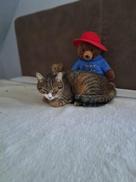 Sanfte Kätzin Mitzy