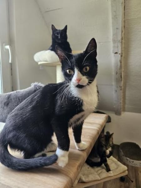 PÜPPI - Zartes Katzenmädchen sucht !