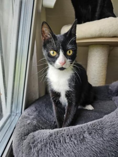 PÜPPI - Zartes Katzenmädchen sucht !