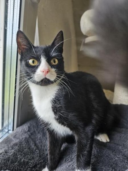 PÜPPI - Zartes Katzenmädchen sucht !