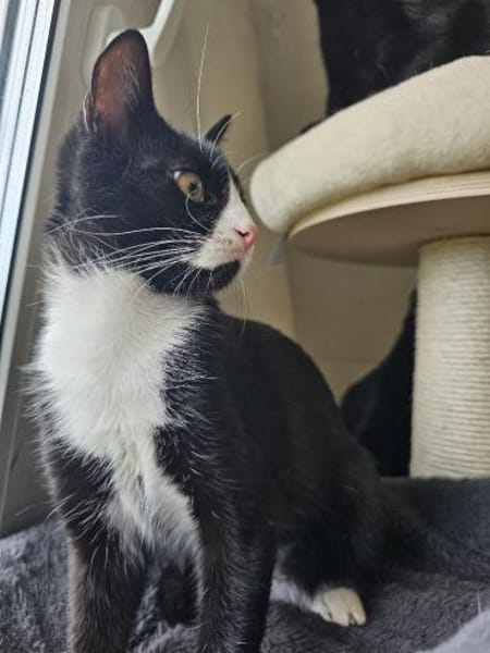 PÜPPI - Zartes Katzenmädchen sucht !