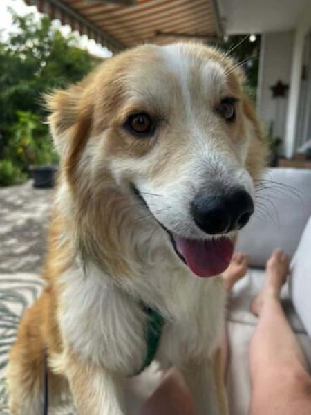 lieber Rüde Goose auf PS in 90579