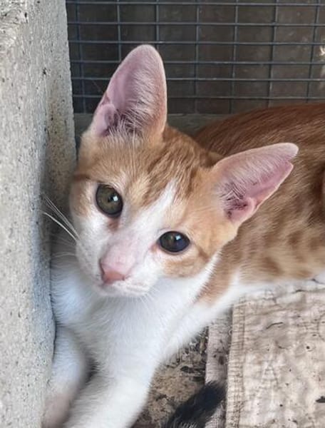 Nefeli & Orion suchen gemeinsam ein Zuhause