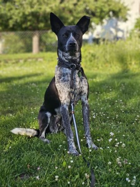 HANNES - sucht die Nadel im Heuhaufen!