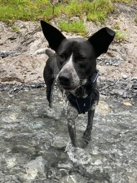 HANNES - sucht die Nadel im Heuhaufen!