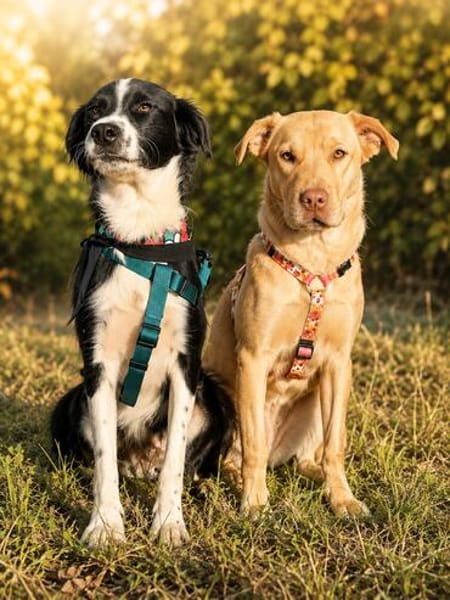 Millie & Ted suchen DICH!