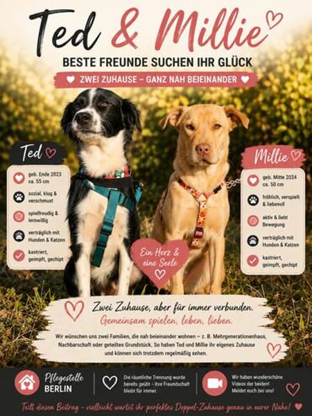 Millie & Ted suchen DICH!