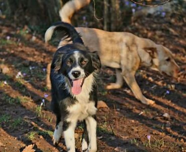 Millie & Ted suchen DICH!