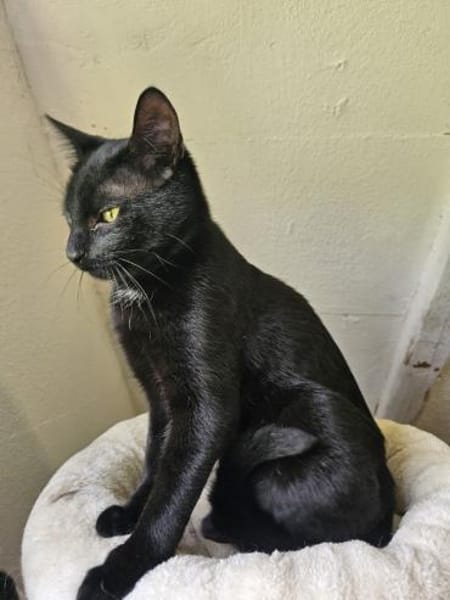 MOGLIE-kleiner Panther sucht sein Reich!