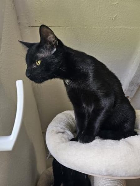 MOGLIE-kleiner Panther sucht sein Reich!