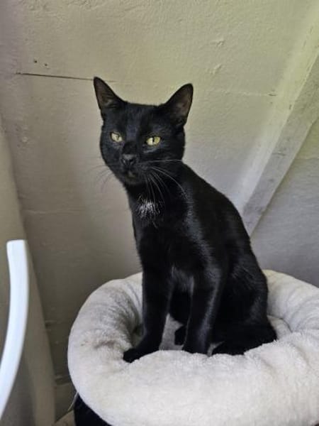 MOGLIE-kleiner Panther sucht sein Reich!