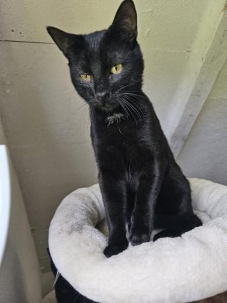 MOGLIE-kleiner Panther sucht sein Reich!