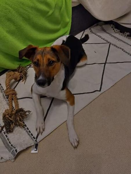 Daiquri sucht ein liebevolles Zuhause