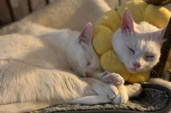 Moon & Bowie