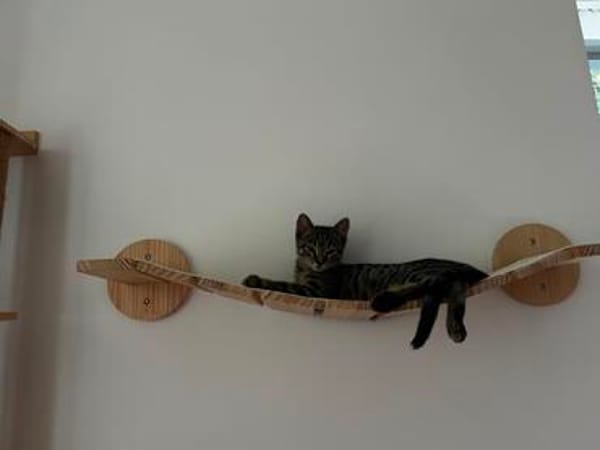 Wolle - kleiner Entdecker sucht sein Für-immer-Zuhause