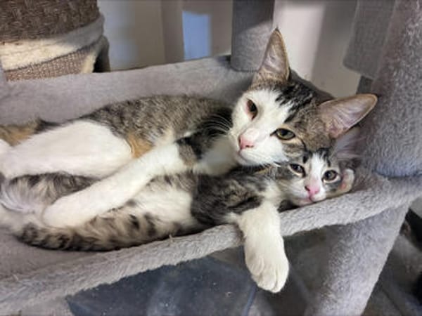 Findus & Mausi