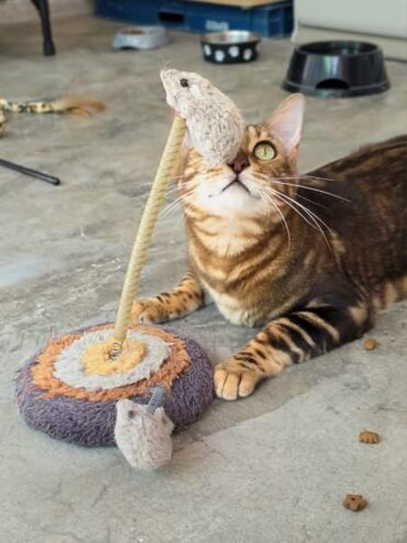 Anhängliche Bengalkatze-Mix Mimi