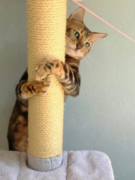 Anhängliche Bengalkatze-Mix Mimi