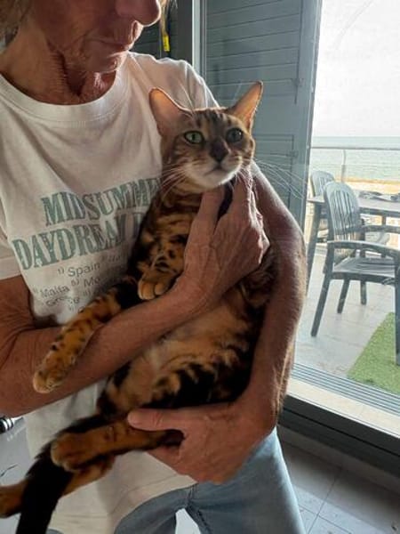 Anhängliche Bengalkatze-Mix Mimi