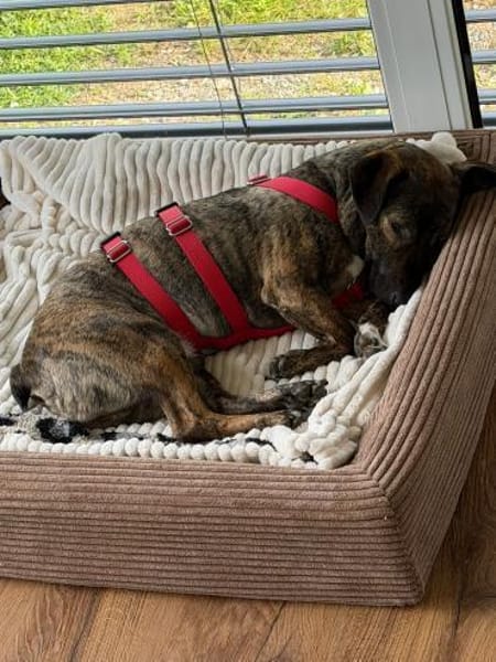 Percy sucht ein liebevolles Zuhause
