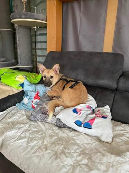 Lotti sucht ihr Zuhause