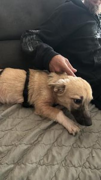 Lotti sucht ihr Zuhause
