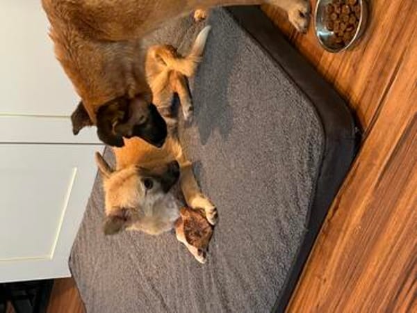 Lotti sucht ihr Zuhause