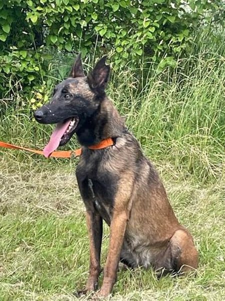 Ronja und Jessie - Rohdiamanten für Malinois-Freunde