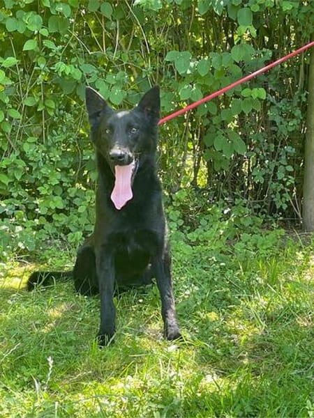 Ronja und Jessie - Rohdiamanten für Malinois-Freunde