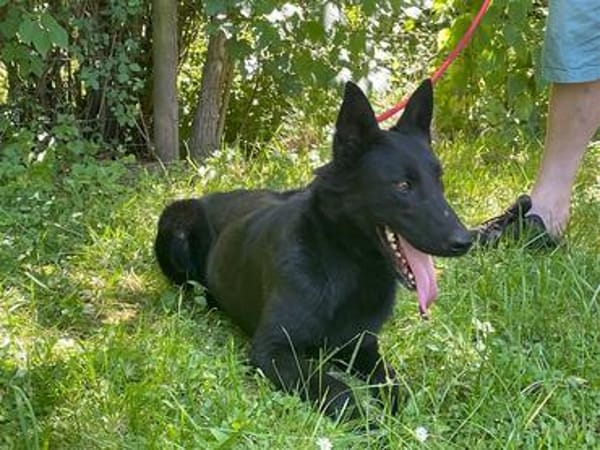 Ronja und Jessie - Rohdiamanten für Malinois-Freunde