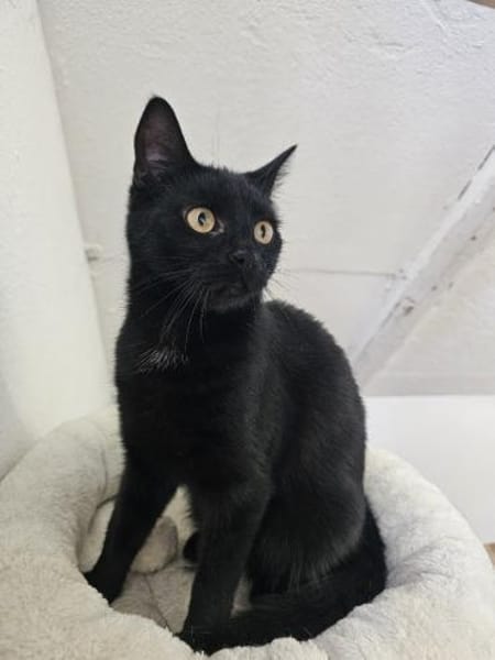 MINNIE - Ein Träumchen in schwarz!