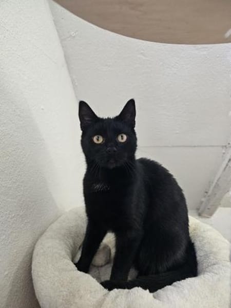 MINNIE - Ein Träumchen in schwarz!