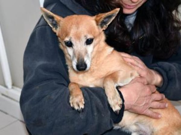 Senior Filippo sucht Zuhause
