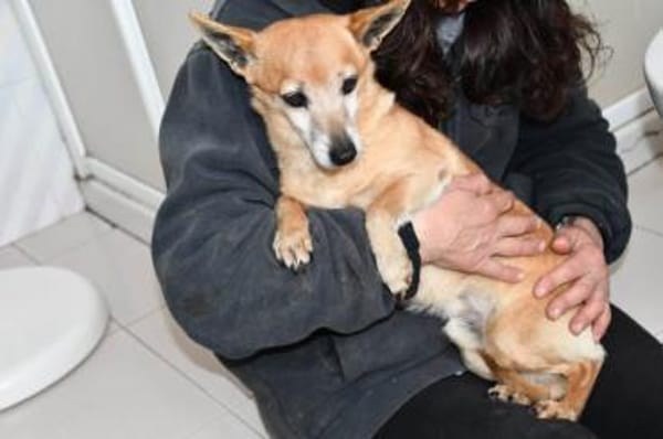 Senior Filippo sucht Zuhause