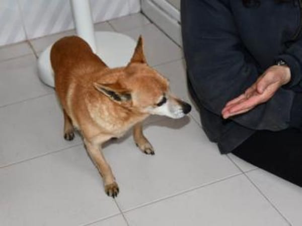 Senior Filippo sucht Zuhause