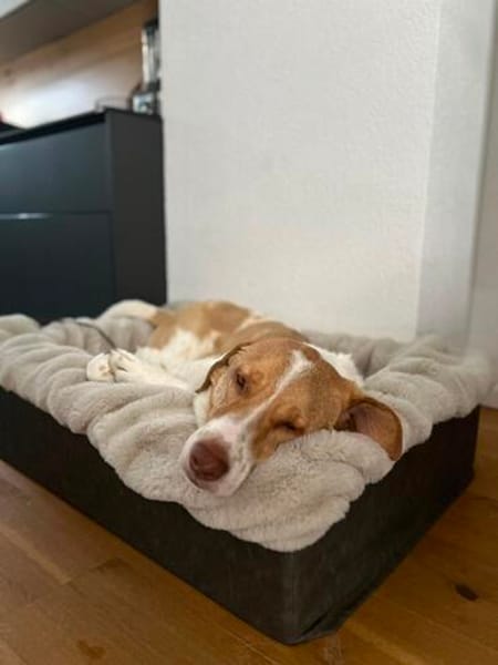 Wotan sucht ein hundeerfahrenes Zuhause