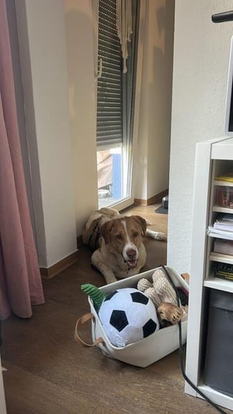 Wotan sucht ein hundeerfahrenes Zuhause