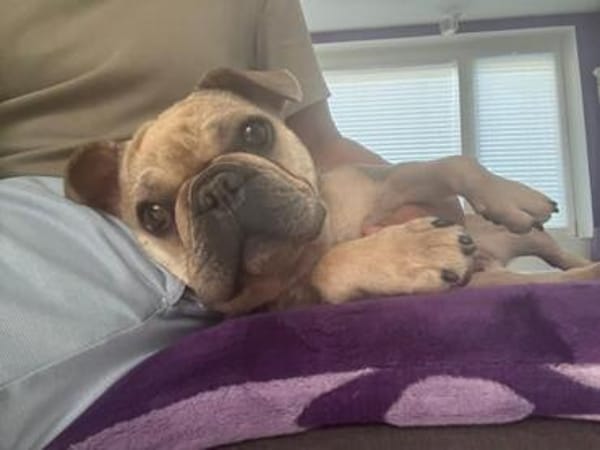Kitty, freundliche, verspielte Französische Bulldogge