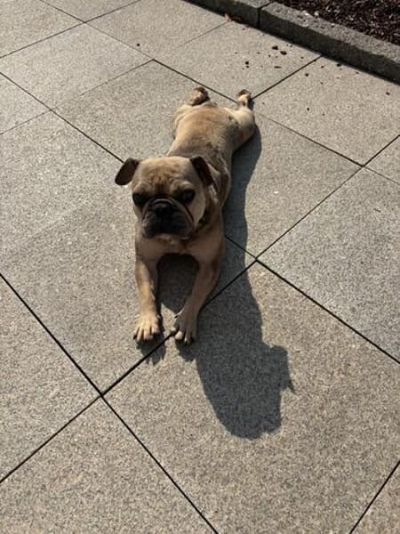 Kitty, freundliche, verspielte Französische Bulldogge