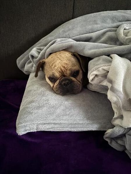 Kitty, freundliche, verspielte Französische Bulldogge