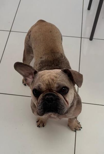 Kitty, freundliche, verspielte Französische Bulldogge