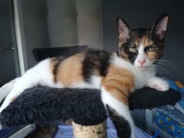 CIBOULETTE [CHATON]