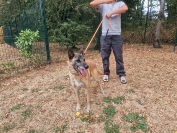 LOBO PAA24387