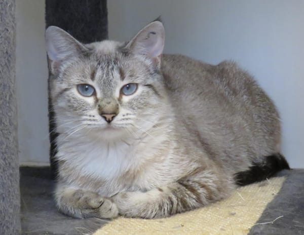 BIJOU (réservée)