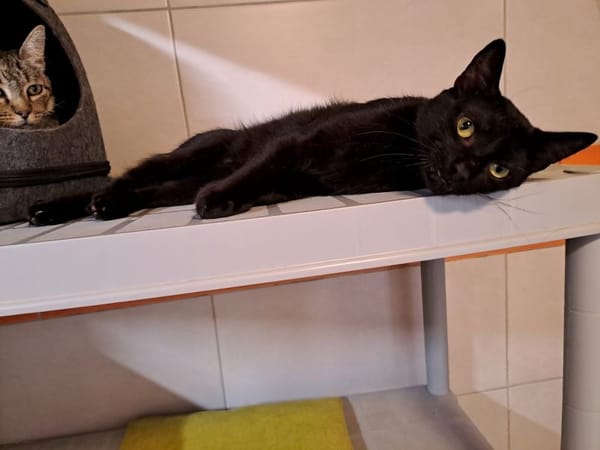Réservé binx