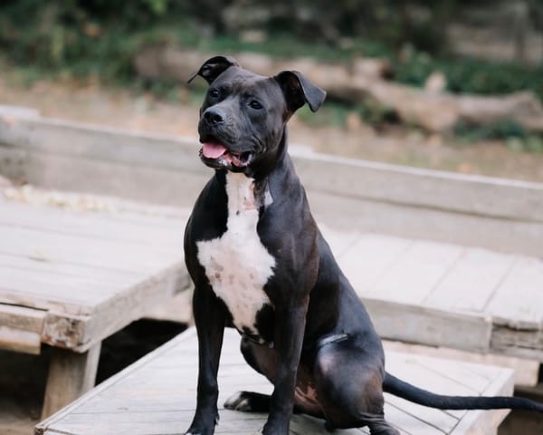 Onyx