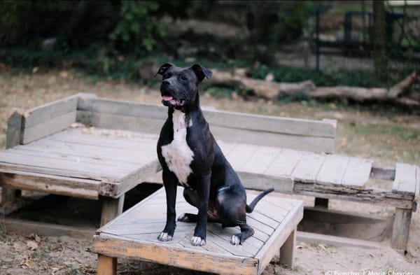 Onyx