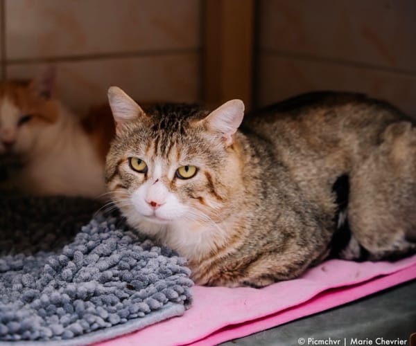 Bibouille [FIV+]